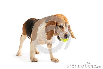 Little beagle playing tennis ball Stock Photo