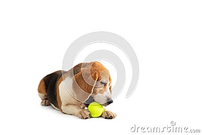 Little beagle playing tennis ball Stock Photo