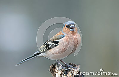 Portrait of little beautiful bird Finch singing trill in spring Stock Photo