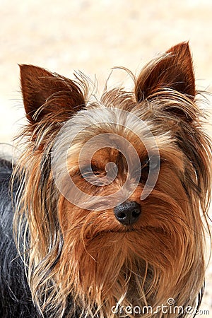 Portrait of a little brown dog Stock Photo