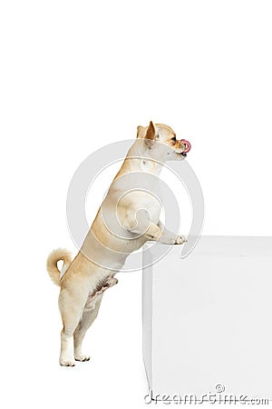 Portrait of little chihuahua dog standing on hind legs, posing, licking isolated over white studio background Stock Photo