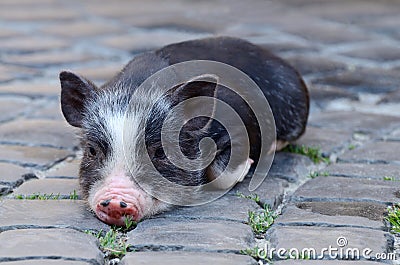 Portrait of little funny black vietnam piglet lying on ground Stock Photo