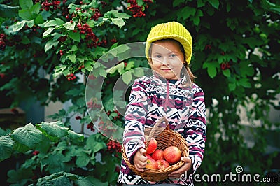 Portrait of a little girl with a crop of apples . Stock Photo