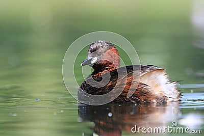 Portrait of a little grebe (Tachybaptus ruficollis) Stock Photo