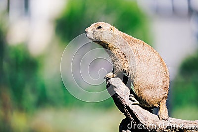 Portrait of little marmot standing on tree in nature Stock Photo