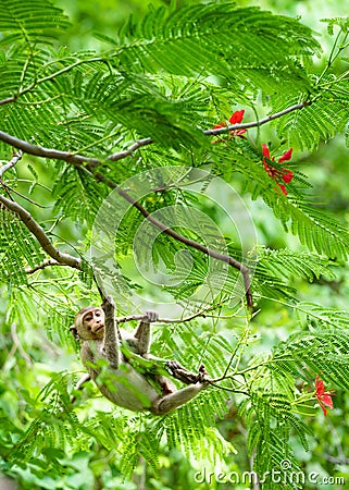 Portrait, little monkey or Macaca in a natural forest park climb on a branch and is enjoy and making eye contact. At Khao Ngu Stock Photo