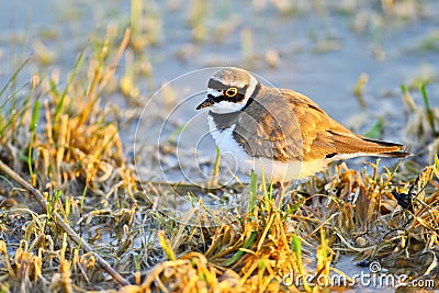 Portrait of a little ringed plover Stock Photo