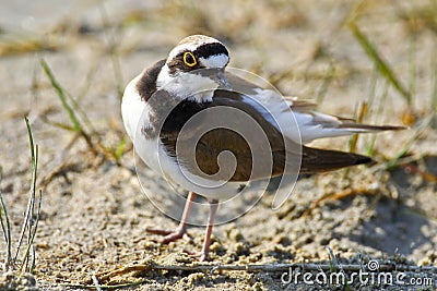 Portrait of a little ringed plover Stock Photo