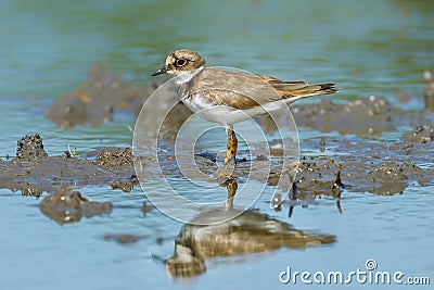 Portrait of Little Ringed Plover Stock Photo