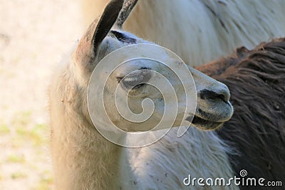 Portrait of cute llama close details Stock Photo