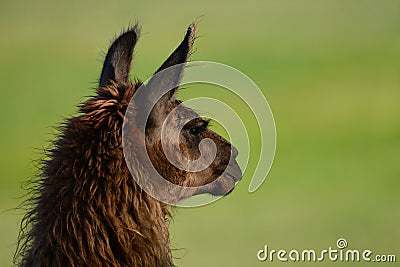 Portrait of a llama guarding sheep Stock Photo