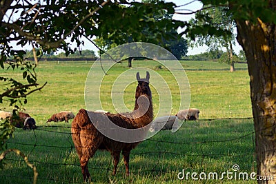 Portrait of a llama guarding sheep Stock Photo