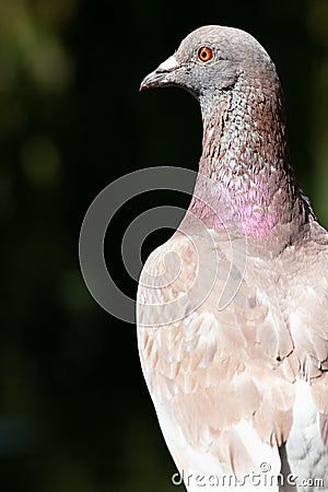 Colour portrait of a London pigeon with a bright orange eye Stock Photo