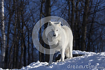 A Portrait of a lone Arctic wolf standing on a rocky cliff looking over his territory in winter in Canada Stock Photo