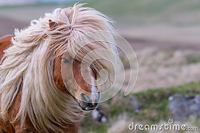 A portrait of a lone Shetland Pony on a Scottish Moor on the She Stock Photo