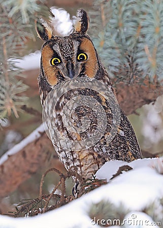 Portrait of a Long-eared owl in a fir tree surrounded by branches and snow Stock Photo
