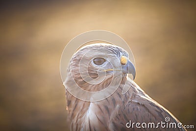 Portrait of Long-legged buzzard Stock Photo