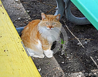 Portrait of a longhaired orange and white feral cat. Stock Photo