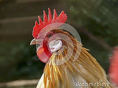 Portrait of a, looking on guard, orange and white rooster with a light red pink comb. Stock Photo