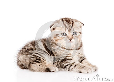 Portrait lop-eared Scottish kitten. isolated on white background Stock Photo