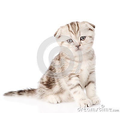 Portrait lop-eared Scottish kitten looking at camera. isolated Stock Photo