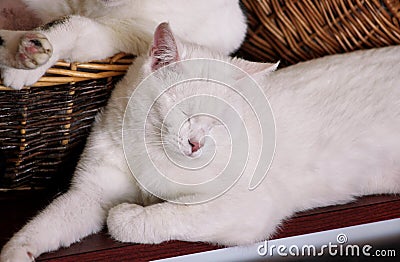 Portrait of lovely white cat at home. View close up of sweet beautiful domestic cat lying, rests, enjoys and sleeps in living room Stock Photo