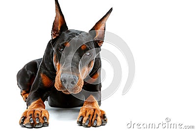 Portrait of lying doberman pinscher Stock Photo