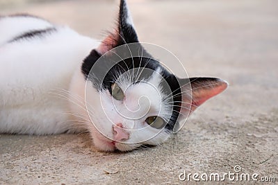 Black and white cat on the wall Stock Photo