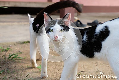 Black and white cat on the wall Stock Photo