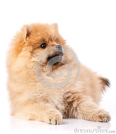 Portrait of a lying Pomeranian Spitz dog on a white background. Stock Photo