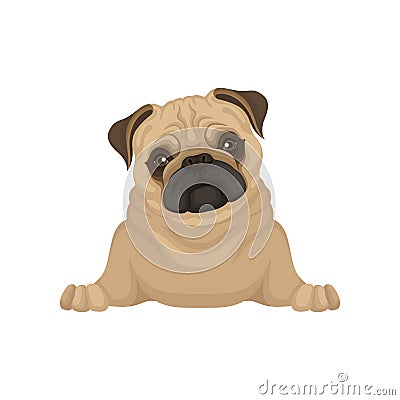 Portrait of lying pug puppy, front view. Small dog with beige coat, adorable wrinkled muzzle and shiny eyes. Flat vector Vector Illustration