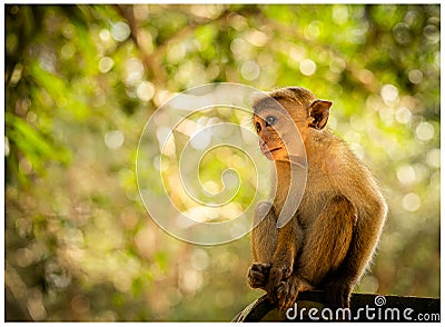 Portrait of Macaque perched on tree in Wilpattu National Park wilderness Stock Photo