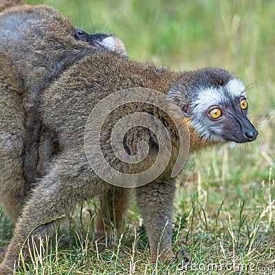 Portrait of Madagascar lemur and a baby on its back Stock Photo