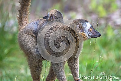 Portrait of Madagascar lemur and a baby on its back Stock Photo