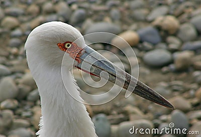 Portrait of a maguari stork Stock Photo