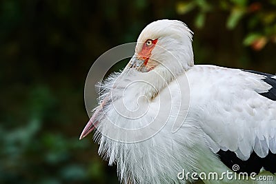 Portrait of maguari stork & x28;Ciconia maguari& x29; on green background. Big stork from South America Stock Photo