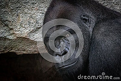 portrait of a mail adult gorilla Stock Photo