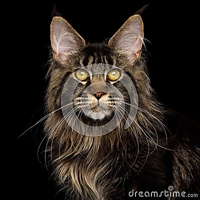 Huge Maine Coon Cat Isolated on Black Background Stock Photo