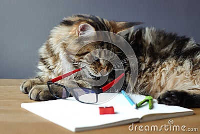 Portrait of Maine Coon cat lies on a wooden table near an open notebook with a pencil, sharpener, pair of compasses and holds Stock Photo