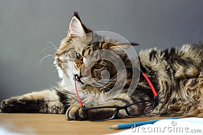 Portrait of Maine Coon cat lies on a wooden table near an open notebook with a pencil, sharpener, pair of compasses and holds Stock Photo