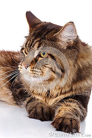 Portrait Maine Coon cat With long brown wavy hair Stock Photo