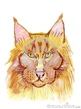 Portrait of mainecoon cat. Illustration Stock Photo