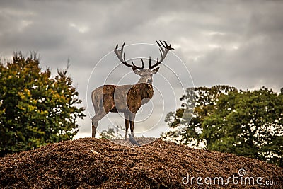 Portrait of majestic red deer stag in Autumn Fall Stock Photo