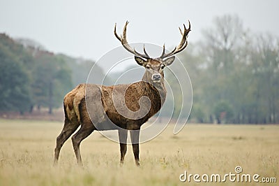 Portrait of majestic red deer stag in Autumn Fall Stock Photo