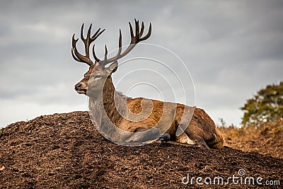 Portrait of majestic red deer stag in Autumn Fall Stock Photo