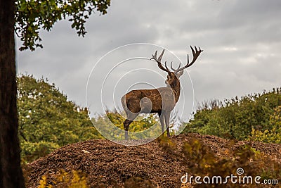 Portrait of majestic red deer stag in Autumn Fall Stock Photo