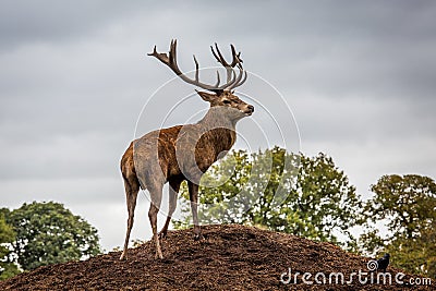 Portrait of majestic red deer stag in Autumn Fall Stock Photo