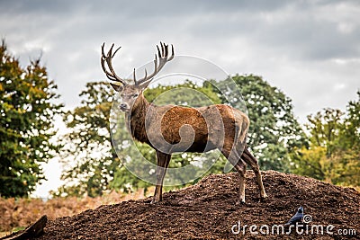 Portrait of majestic red deer stag in Autumn Fall Stock Photo