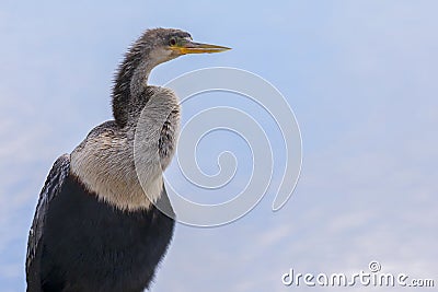 Portrait Of A Male Anhinga Stock Photo