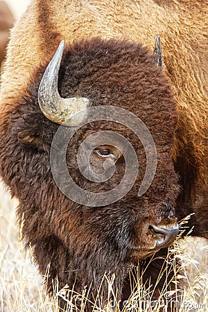 Portrait of a male bison, Grand Teton National Park, Wyoming Stock Photo